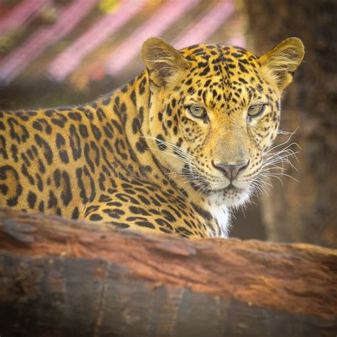 Close Up Face Of Jaguar Animal Stock Image Image Of Animal Asia