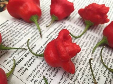 Перец Колокольчик: отзывы, фото, описание острого горького сорта
