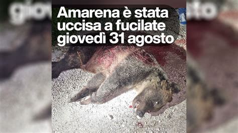 Cosa è successo all orsa Amarena uccisa a fucilate da un 56enne