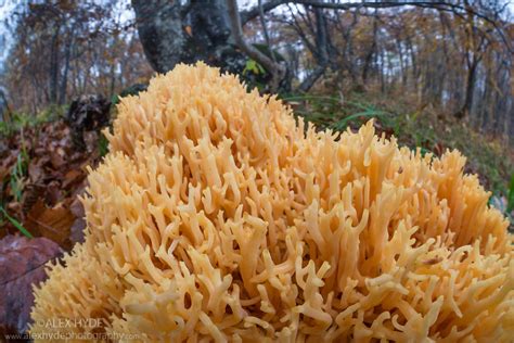 Upright Coral Fungus Ramaria Stricta Alex Hyde