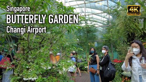 Singapore Butterfly Garden Changi Airport YouTube