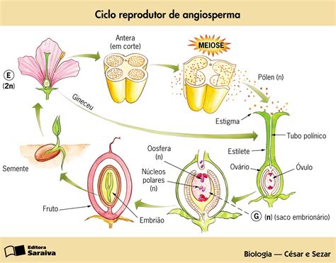 Bioblog Ciclo Reprodutivo Das Angiospermas