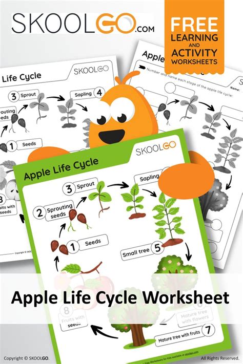 The Apple Life Cycle Worksheet Is Shown With Text That Reads Skool Go