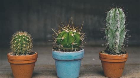 Qu Significa Regalar Un Cactus