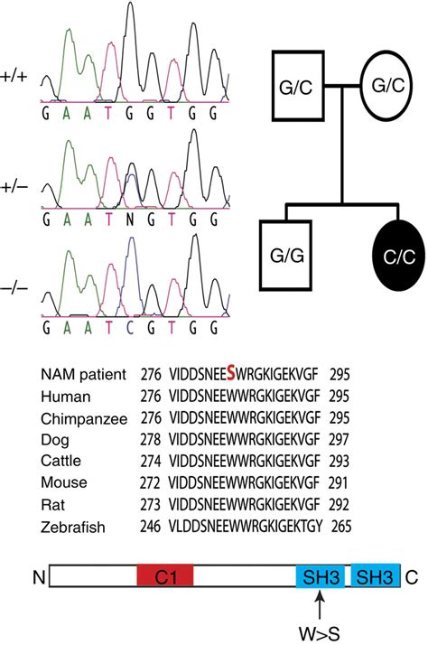 Missense Mutation In Human Stac Causes Nam Left Top Sequence