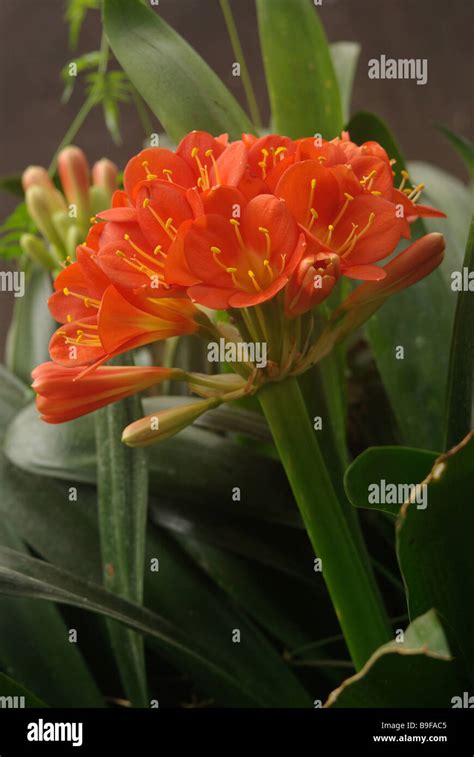 Clivia Miniata Hi Res Stock Photography And Images Alamy