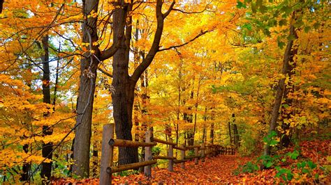 autumn, path, colors, beautiful, walk, foliage, forest, fall, trees ...