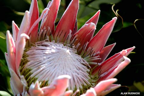 Protea National Flower South Africa Best Flower Site