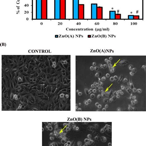 Comparative Analysis Of Cytotoxic Effect Of Zno A And B Nps Against