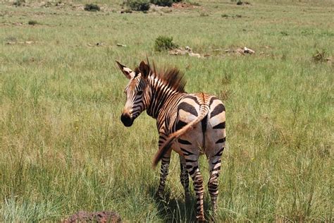 Zebra Afrika Safari Pixabay De Cretsiz Foto Raf Pixabay