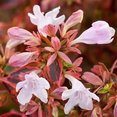 Abelia X Grandiflora Glossy Abelia Position Watering