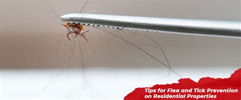 Tips For Flea And Tick Prevention On Residential Properties