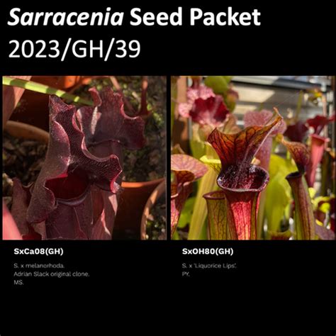 2023 GH 39 Sarracenia Seeds Mysite