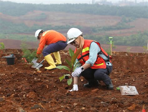 Tanam Pohon Di Lahan Reklamasi PT Vale Wujudkan Komitmen Peduli