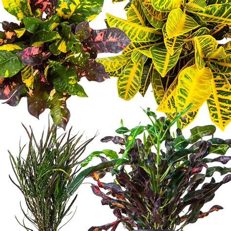 Croton Care Guide | How to keep them thriving! | Planterina