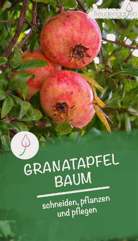 Granatapfelbaum Schneiden So Geht Es Richtig Artofit