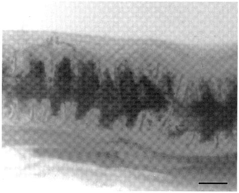 Figure From Reproductive Features Of The Eastern Mole Scalopus