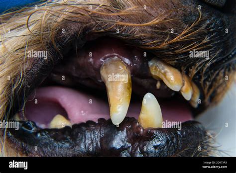 Close Up Photo Of A Dog Teeth With Tartar Or Bacterial Plaque Stock