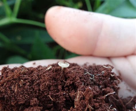 Manejo Del Moho Blanco En Frijol Revista Cultivar