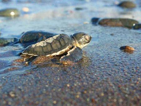 Nacen las primeras tortugas en las playas del sur de Turquía Hispanatolia