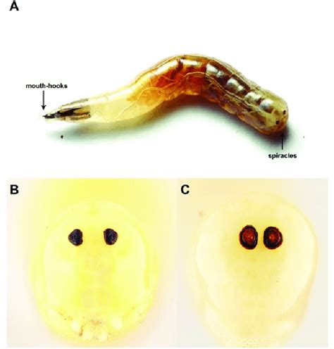 Third instar stable fly larva (A). Posterior spiracles of immature ...