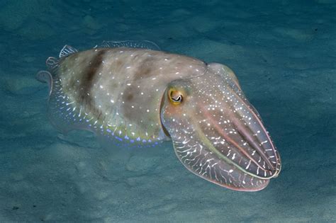 Cuttlefish Of The Great Barrier Reef Living Oceans FoundationLiving