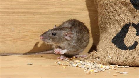 How To Get Rid Of Roof Rats In Arizona Expert Tips