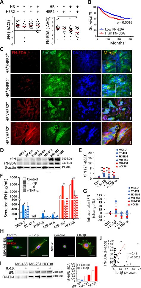 Expression Of Total Fibronectin TFN And The Alternatively Spliced