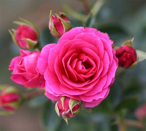 Starlight Express Climbing Rose 4 Litre Stewarts Garden Centre