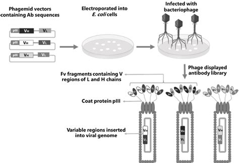 Antibody Engineering Fully Human Monoclonal Antibodies And Phage Display Part 6 Mabs By