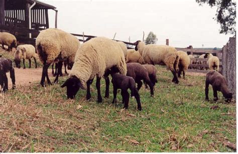 Ovinos De Corte Conhe A As Principais T Cnicas De Manejo Da Cria O