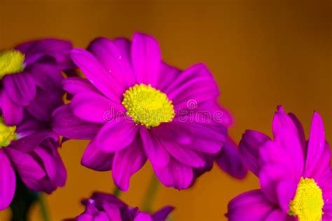 Beautiful Bright Purple And Yellow Chrysanthemum Flowers Selective