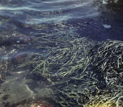 Морская растительность