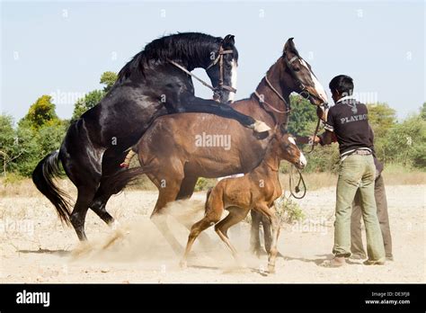 Marwari Pferde Paarung Stockfoto Bild 60314416 Alamy