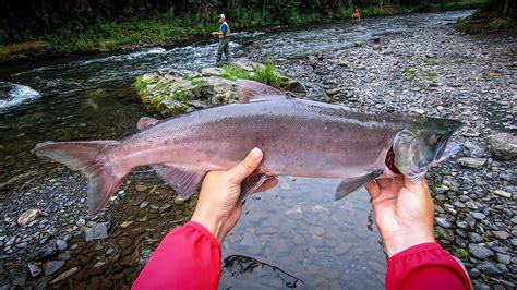 Russian River Sockeye Salmon Fishing Kenai Alaska YouTube