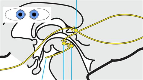 Rs Supranuclear Ocular Motor Pathways Part Vergence Youtube