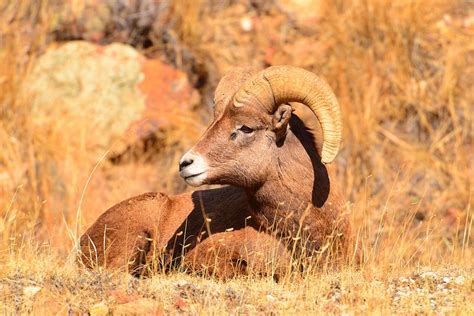 Rocky Mountain Bighorn Sheep Rocky Mountains Sheep Big Horn Sheep