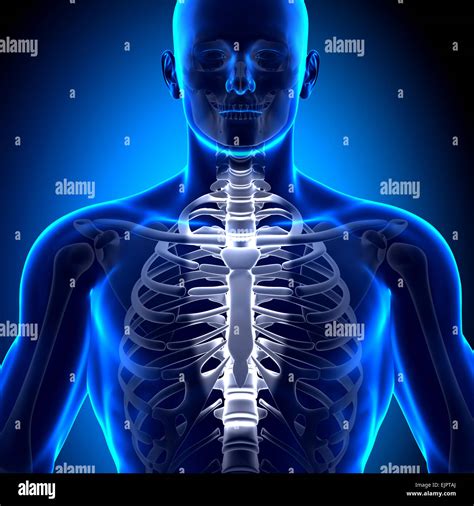 Ribs And Sternum Anatomy