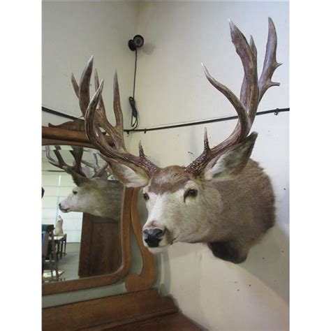 Heavy Mule Deer Non Typical Shoulder Mount Scores 174 68 Gross 164 1
