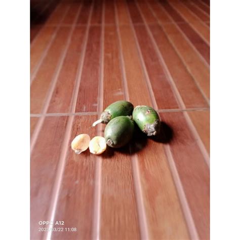 Jual Buah Pinang Jambe Muda Kg Di Kupas Shopee Indonesia