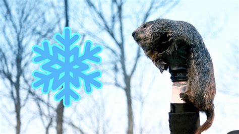 Harto del frío La marmota Phil predice cuando acabará el invierno