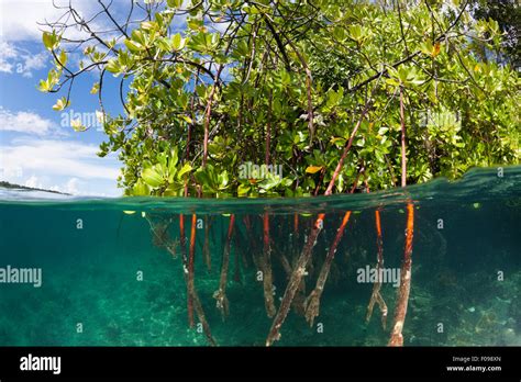 Mangrove Roots Underwater Hi Res Stock Photography And Images Alamy