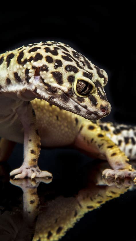 Leopard Gecko Wallpaper (63+ pictures) - WallpaperSet