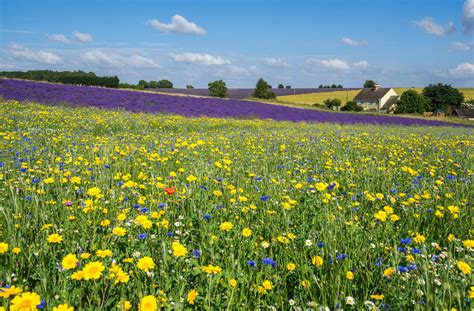 The Grand Plan To Re Seed The Cotswolds With Endless Carpets Of