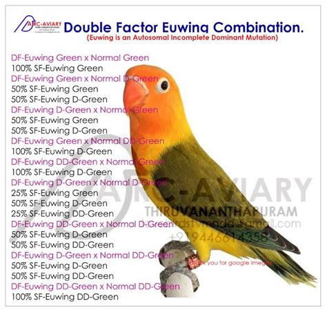 Akhilchandrika : Double Factor Euwing Combination Breeding Results ...