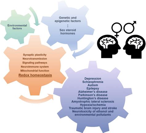 Sex Differences In Brain Disease Are Due To The Environmental Factors