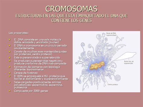 Diferencia Entre La Cromatina Y Los Cromosomas Dinami