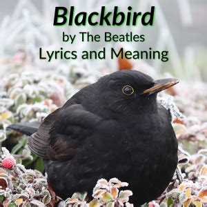 "Blackbird" Lyrics & Meaning (The Beatles)