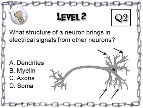 Nervous System Escape Room - Science: Anatomy | Teaching Resources