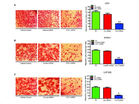 Knockdown Of Chl1 Suppressed The Migration Of Glioma Glioblastoma